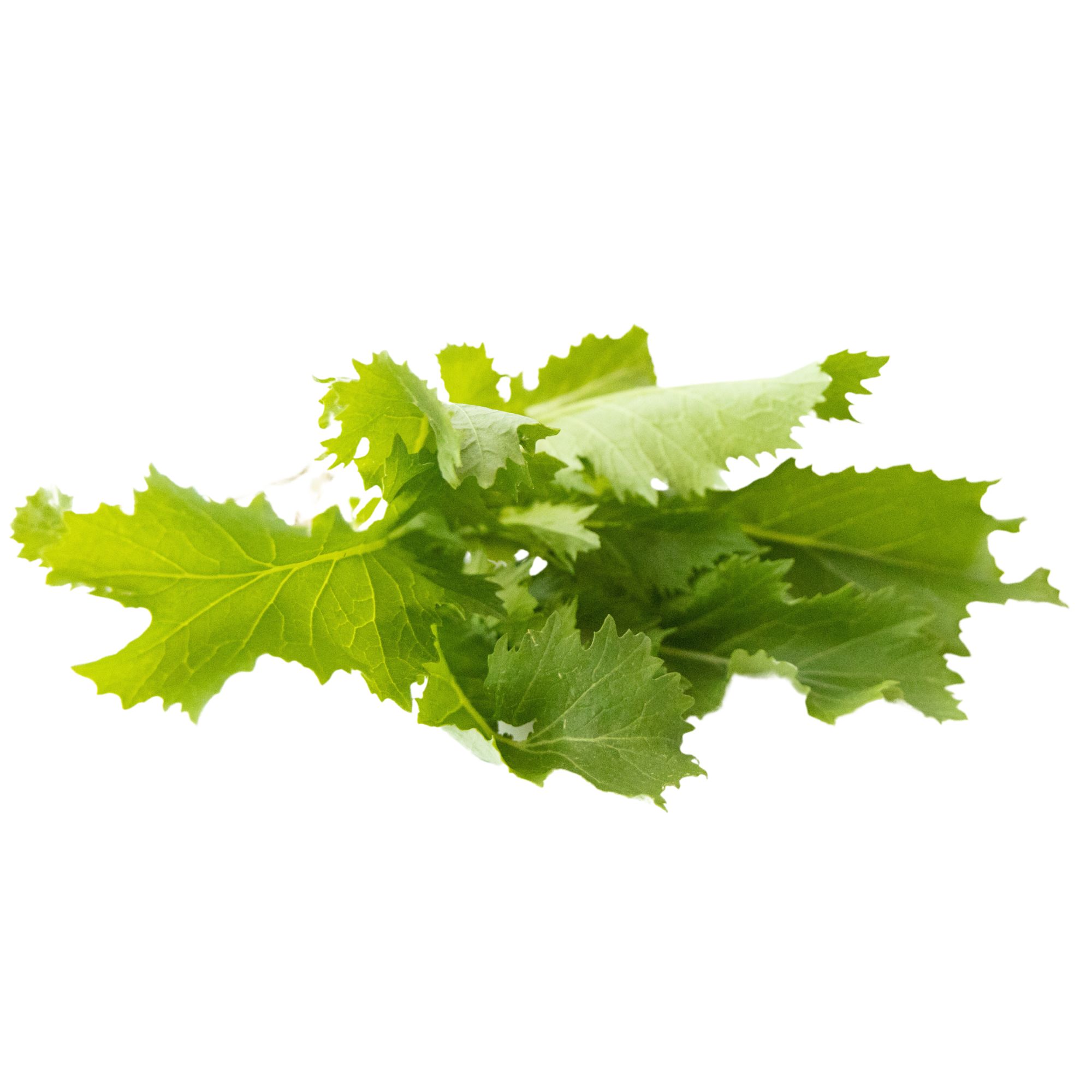 Mustard Seeds - Serifon (Suehlihung) -4 Oz ~38000 Seeds - Non-GMO, Heirloom - Asian Garden Vegetable, Microgreens & Herb Gardeni